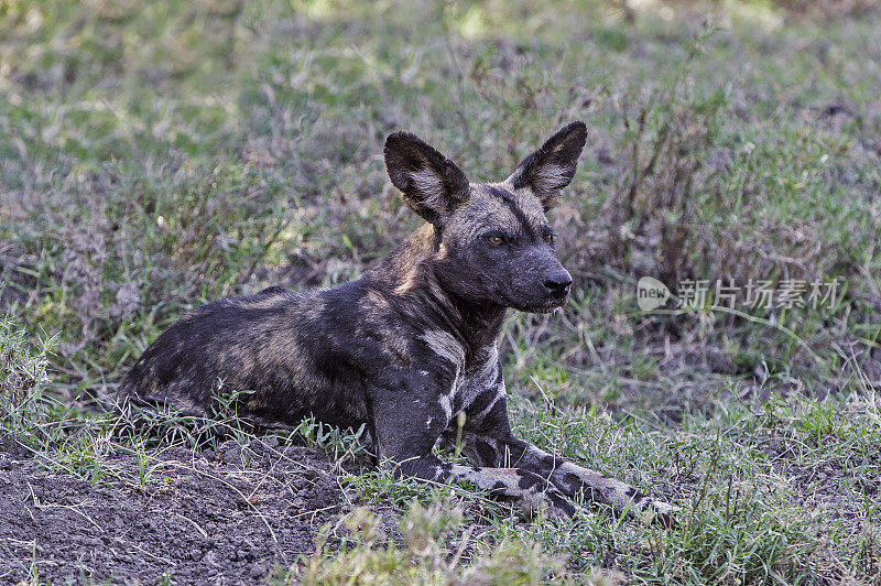 野狗，Lycaon pictus，是一种原产于撒哈拉以南非洲的犬科动物。Ol Pejeta保护区，肯尼亚。